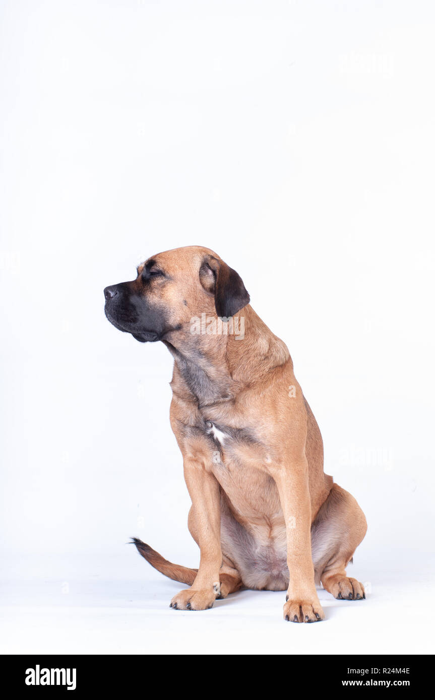 Cane Corso dog sitting auf weißem Hintergrund im Studio zur Seite Suchen Profil Stockfoto