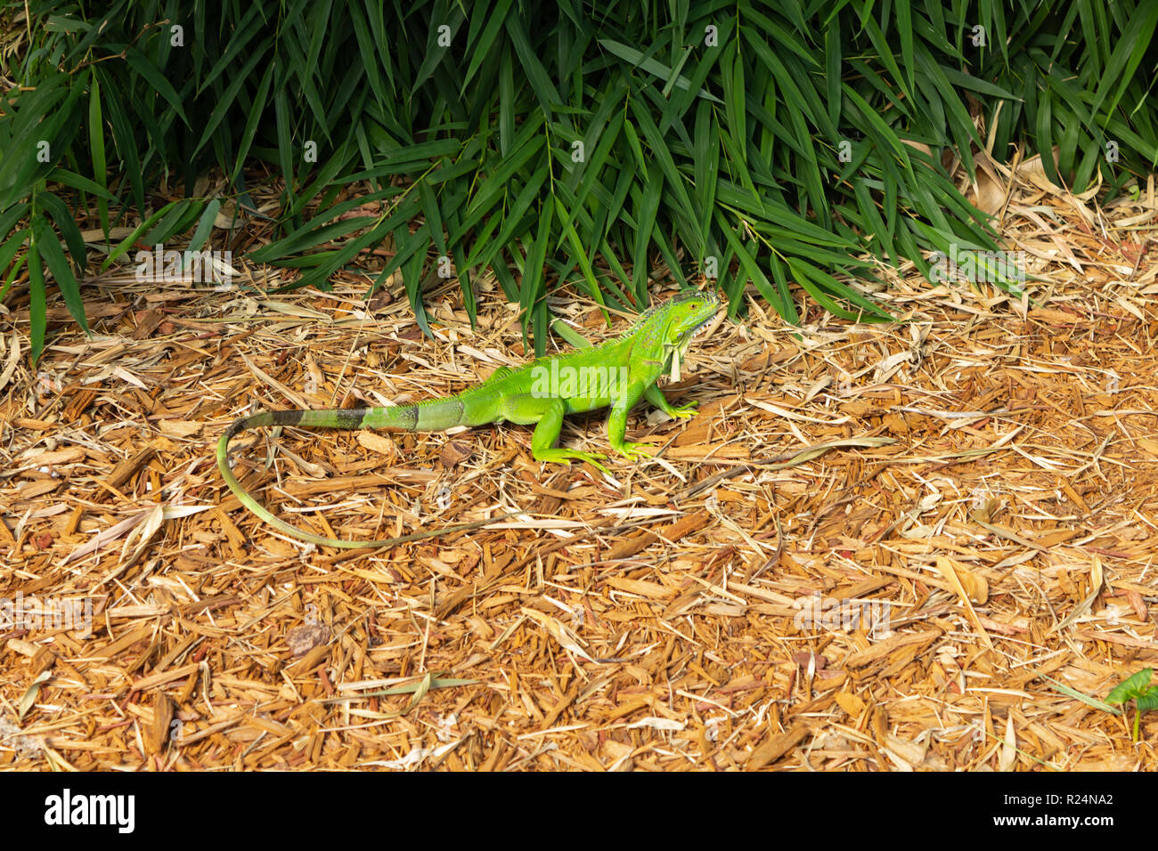 Schöne iguana an Monkey Jungle in Südflorida. Stockfoto