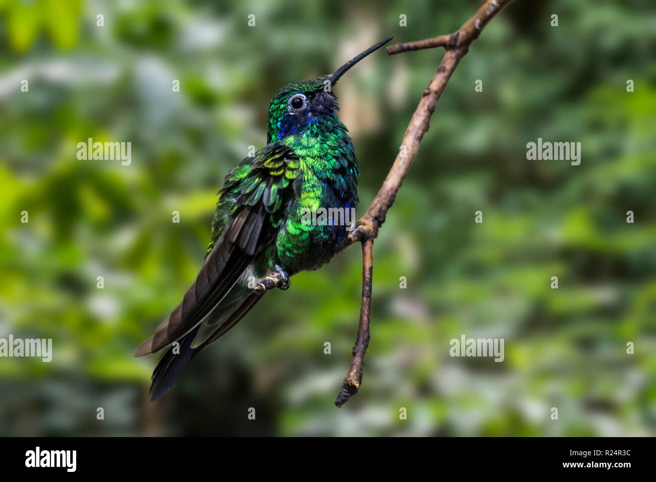 Violetear Schaumwein/Sekt violett-Ohr (Colibri coruscans), Kolibri aus Südamerika Stockfoto