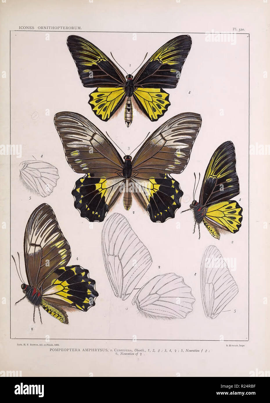 Schöne vintage handgezeichnete Illustrationen von exotischen Schmetterlings vom Alten Buch. Kann als Poster oder dekoratives Element für den Innenausbau verwendet werden. Stockfoto