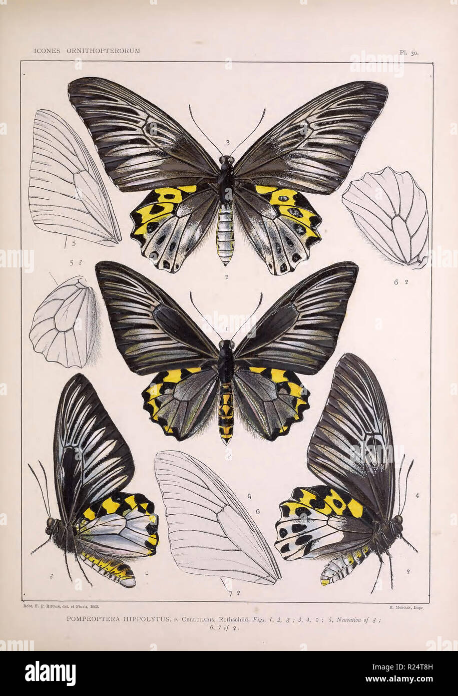 Schöne vintage handgezeichnete Illustrationen von exotischen Schmetterlings vom Alten Buch. Kann als Poster oder dekoratives Element für den Innenausbau verwendet werden. Stockfoto