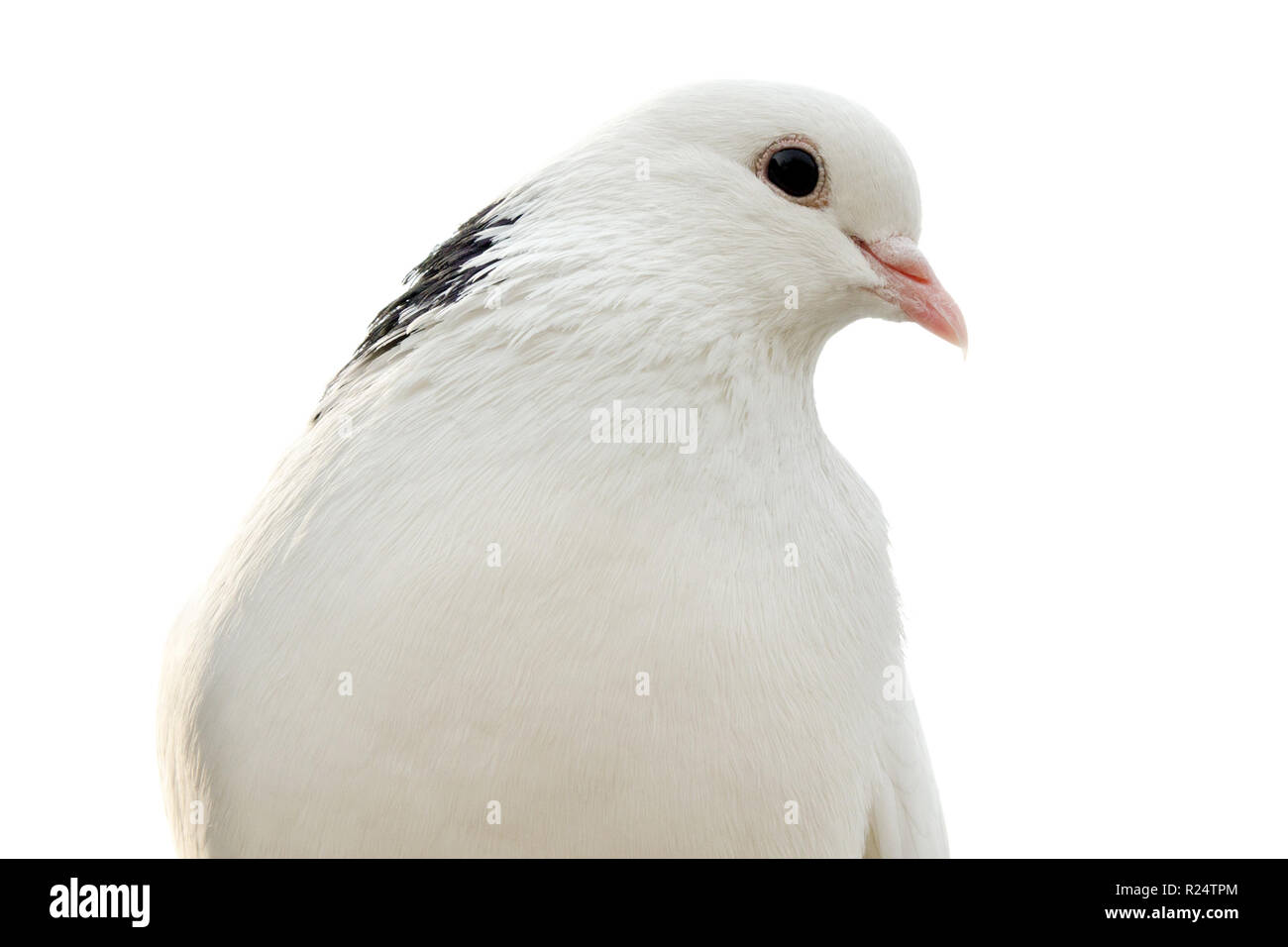 Taube auf weißem Hintergrund Stockfoto