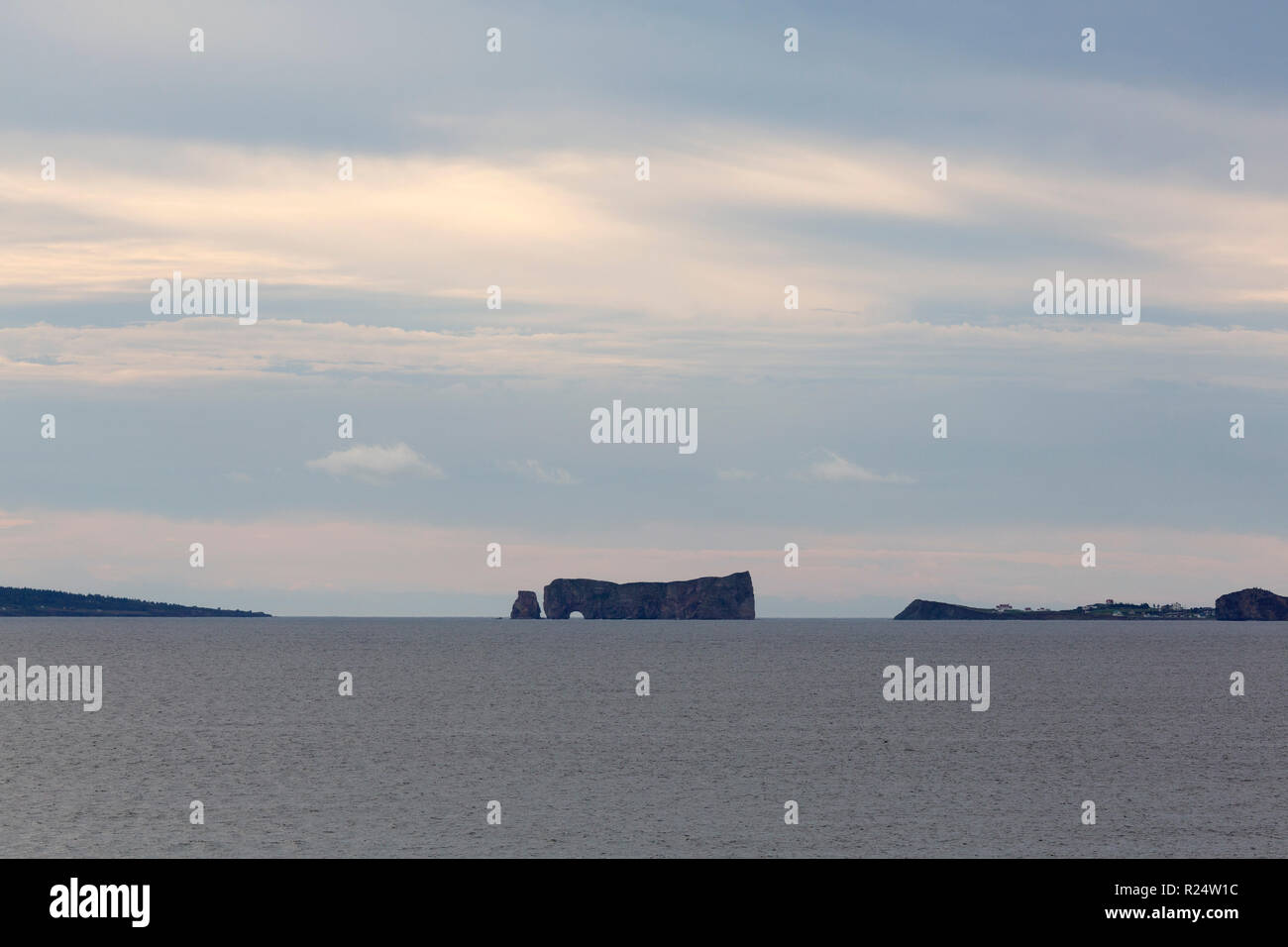 Northern Gannet (Morus bassanus) Verschachtelung auf die Insel Bonaventure, Kanada. Die Insel bietet Lebensraum für rund 60.000 Paare Basstölpel. Stockfoto