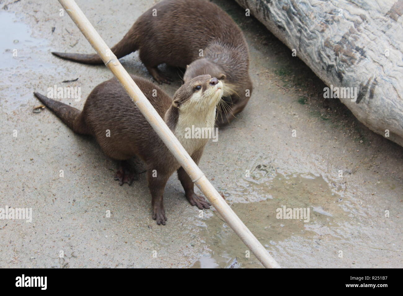 Darf Man Otter Als Haustier Halten