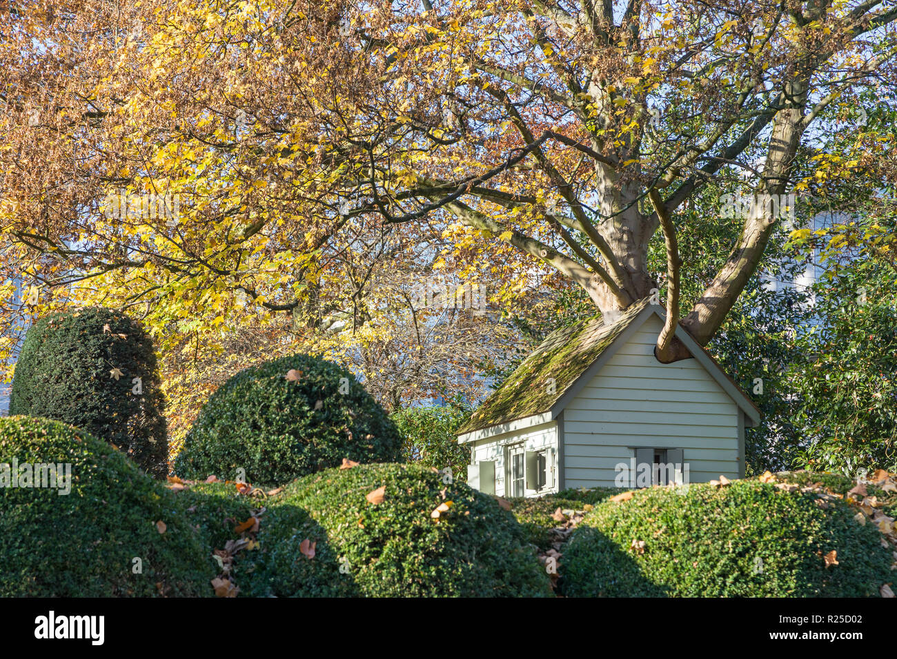 Tree House hinter Buchsbaum hedge Stockfoto