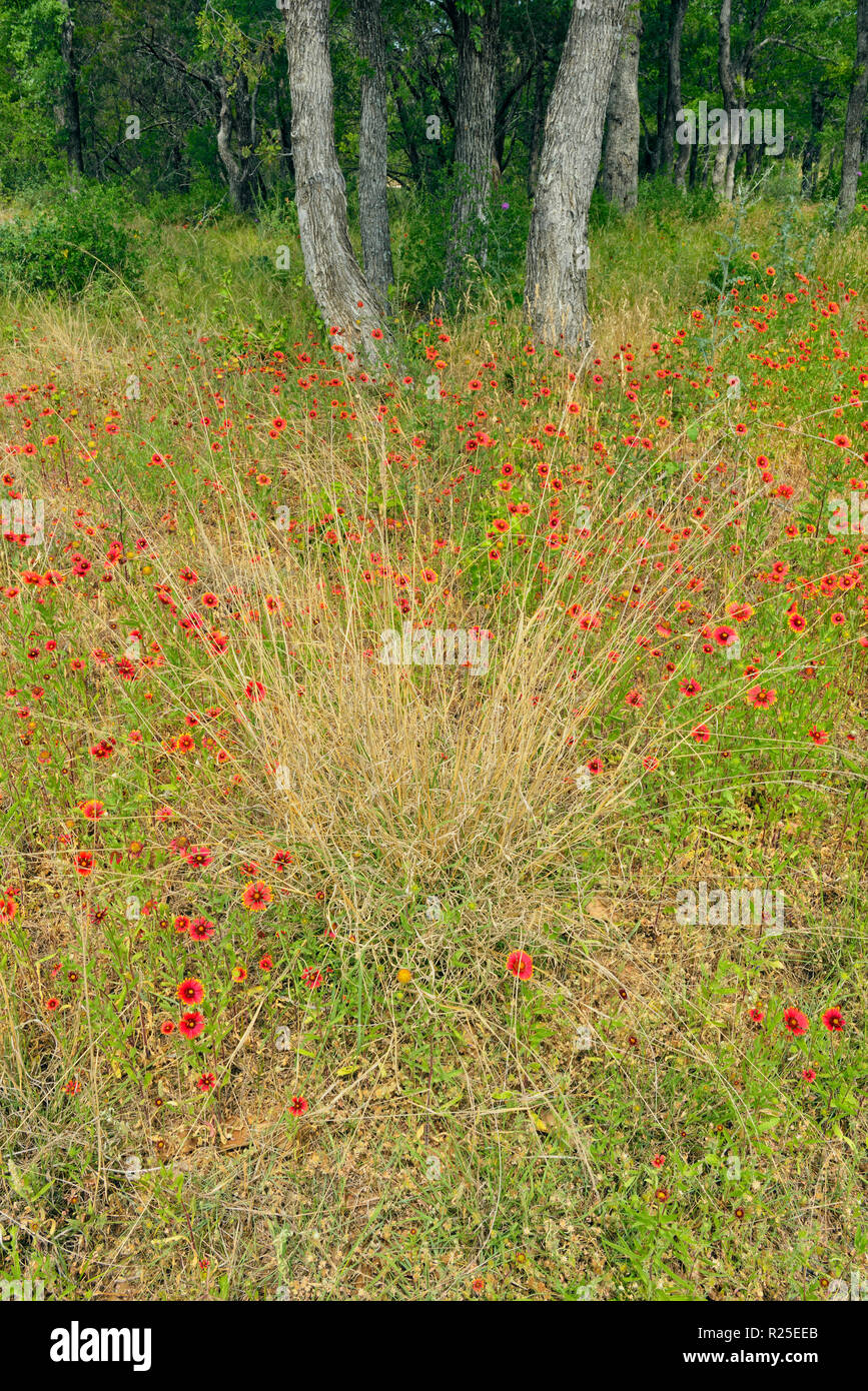 Indische Vertrag/Feuerrad Blumen und Gräser, die Türkei Bend LCRA, Texas, USA Stockfoto