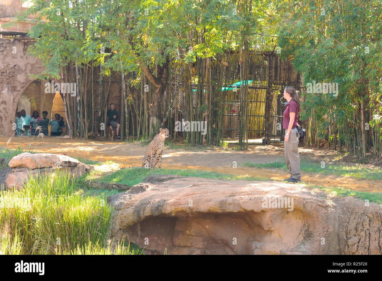 Tampa, Florida. Oktober 25, 2018 junge Frau Ausbildung Cheetah vor den Augen einer Gruppe von Menschen und Mitarbeiter in Busch Gardens Tampa Bay Theme Park Stockfoto
