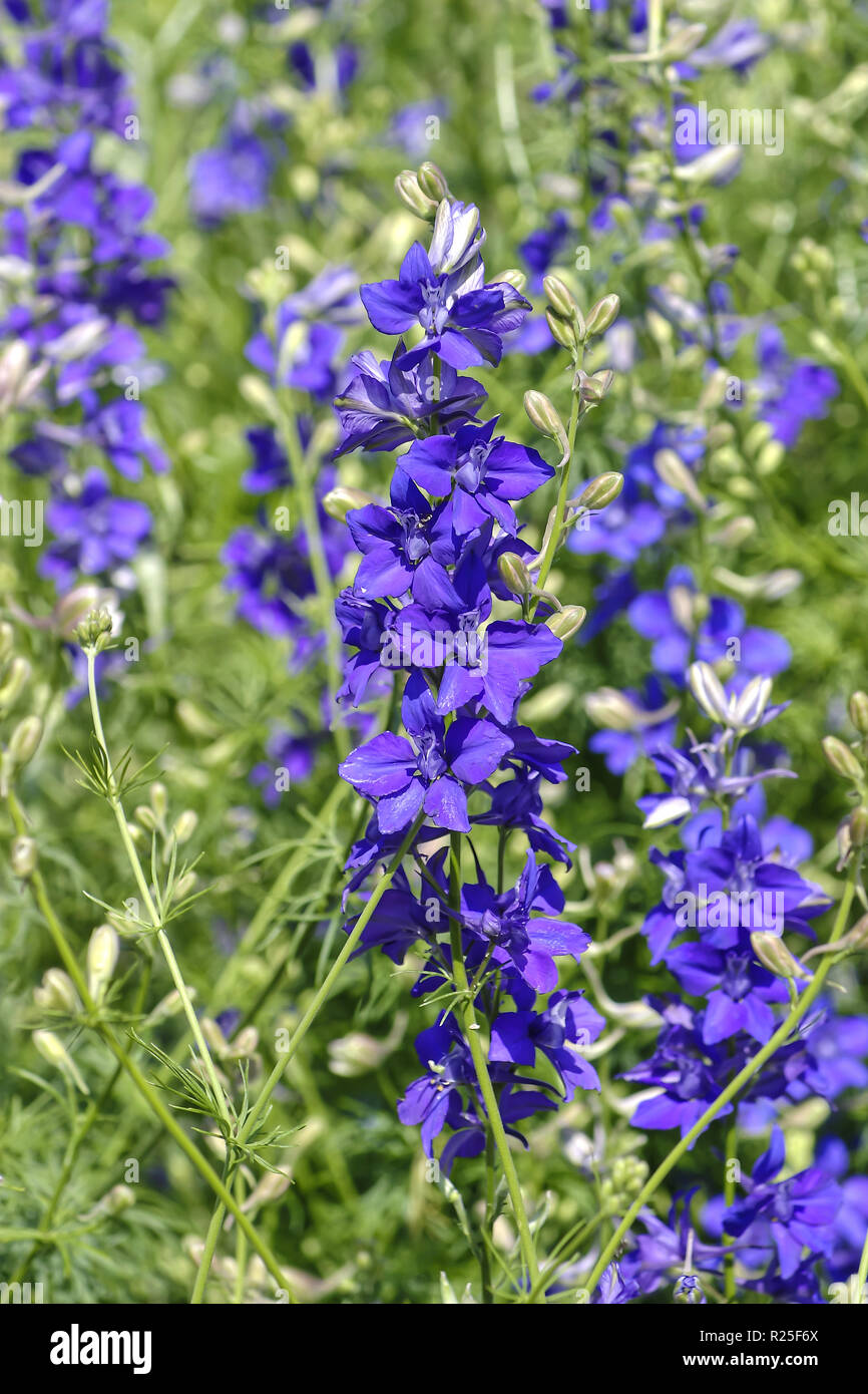 Blau blühenden Rittersporn, Rittersporn, Bayern, Deutschland, Europa Stockfoto