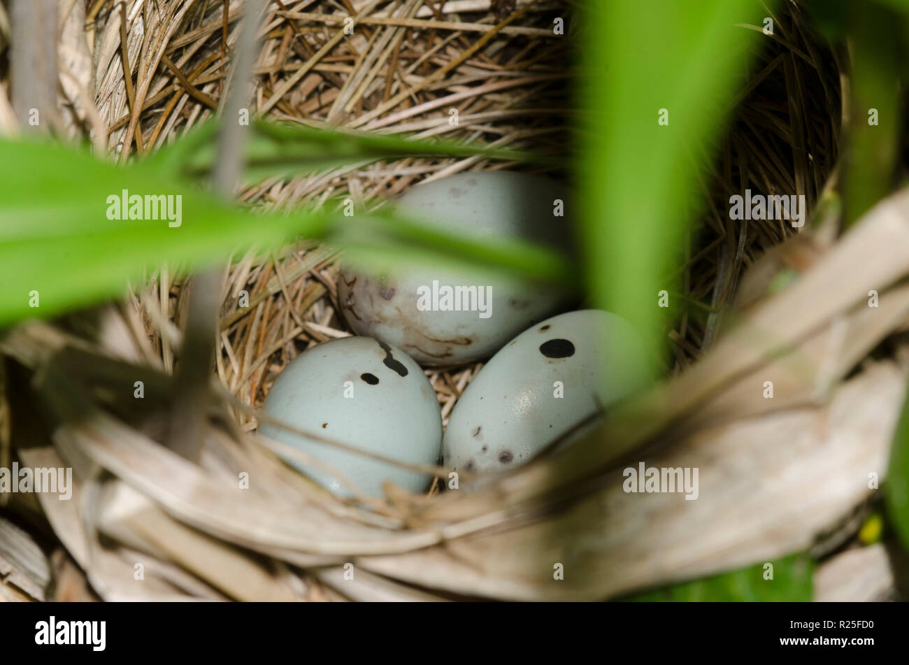 Red-winged blackbird, Agelaius phoeniceus, Nest mit Eiern Stockfoto