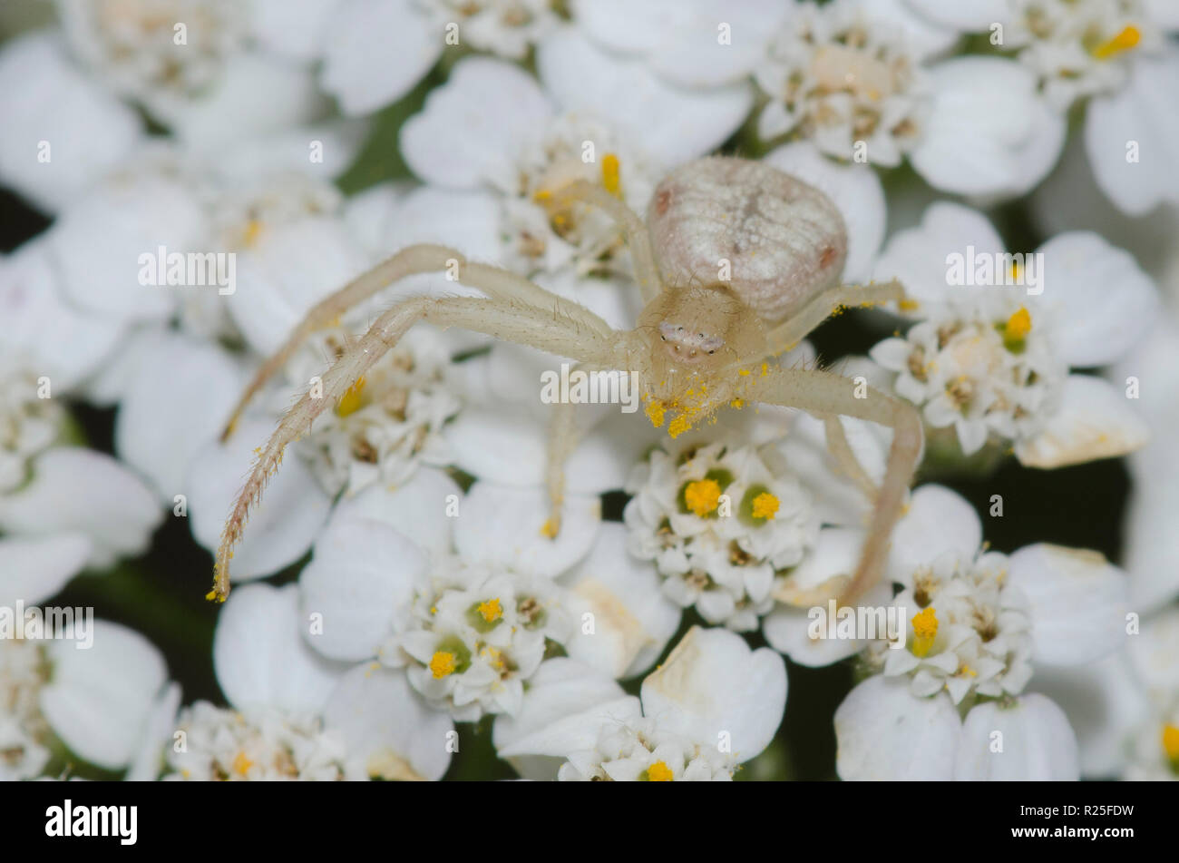 Crab Spider, Mecaphesa sp., auf Schafgarbe Achillea sp. Stockfoto