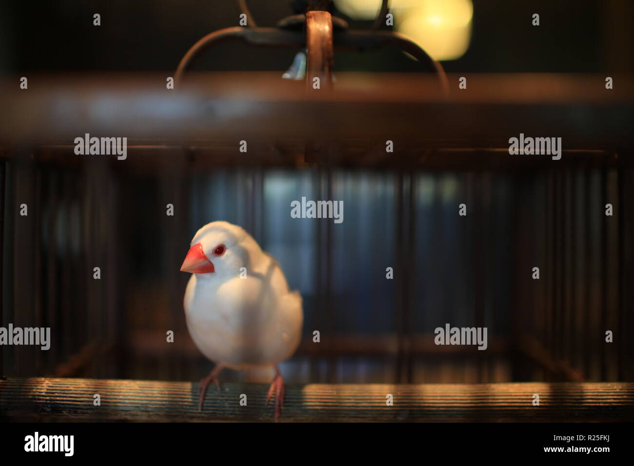 Chinesische Vogel im Käfig Stockfoto