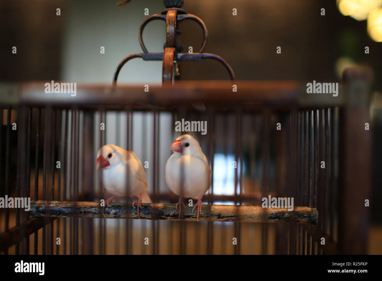 Chinesische Vogel im Käfig Stockfoto