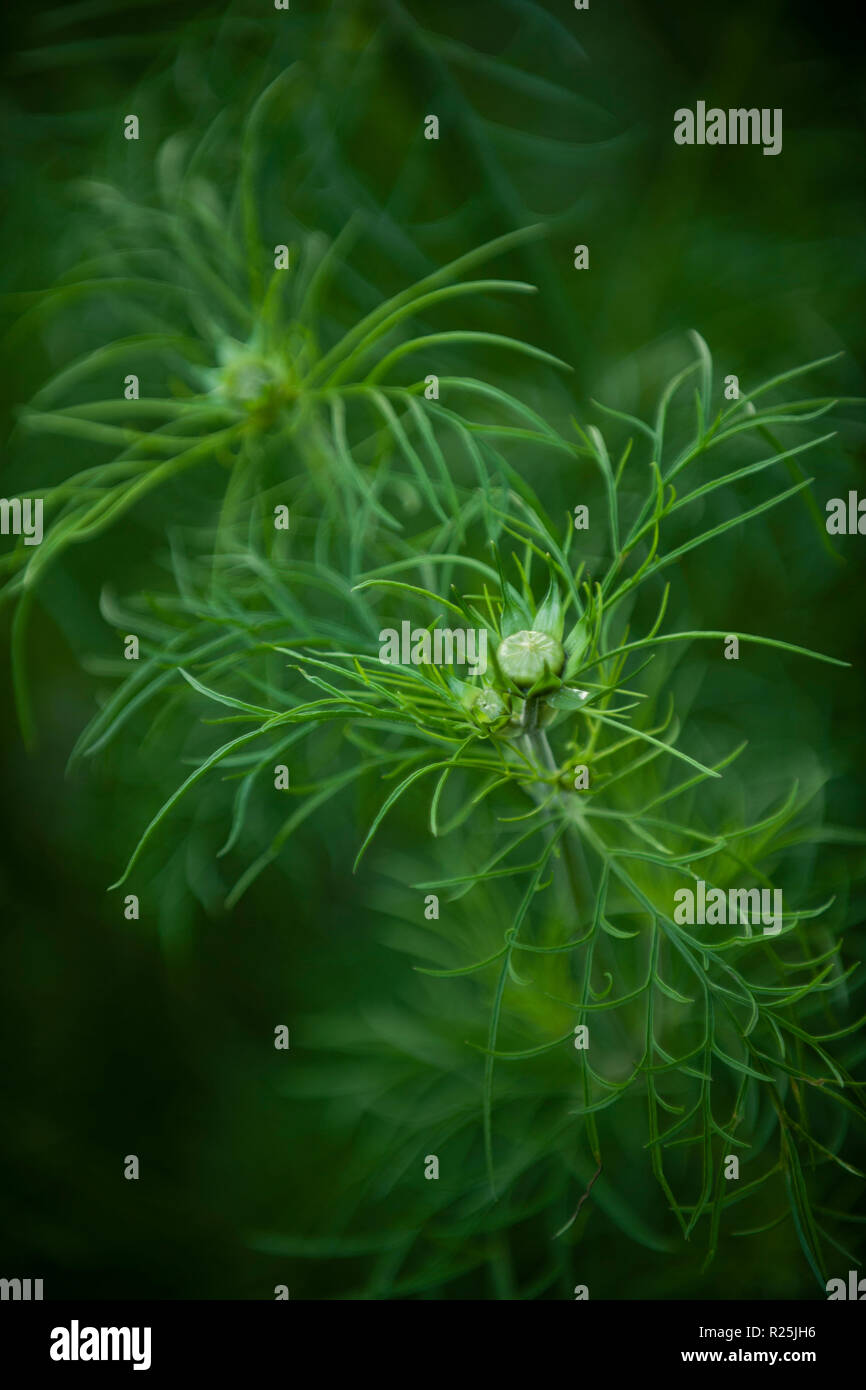 Blumen. Glasgow Botanic Gardens. Schottland. Stockfoto