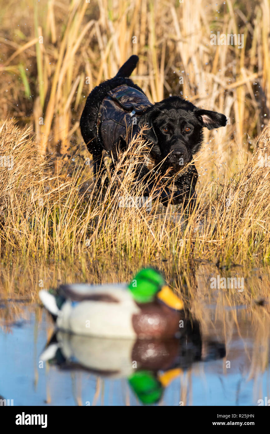 Eine Lab Training für Entenjagd auf einen Herbst Tag Stockfoto