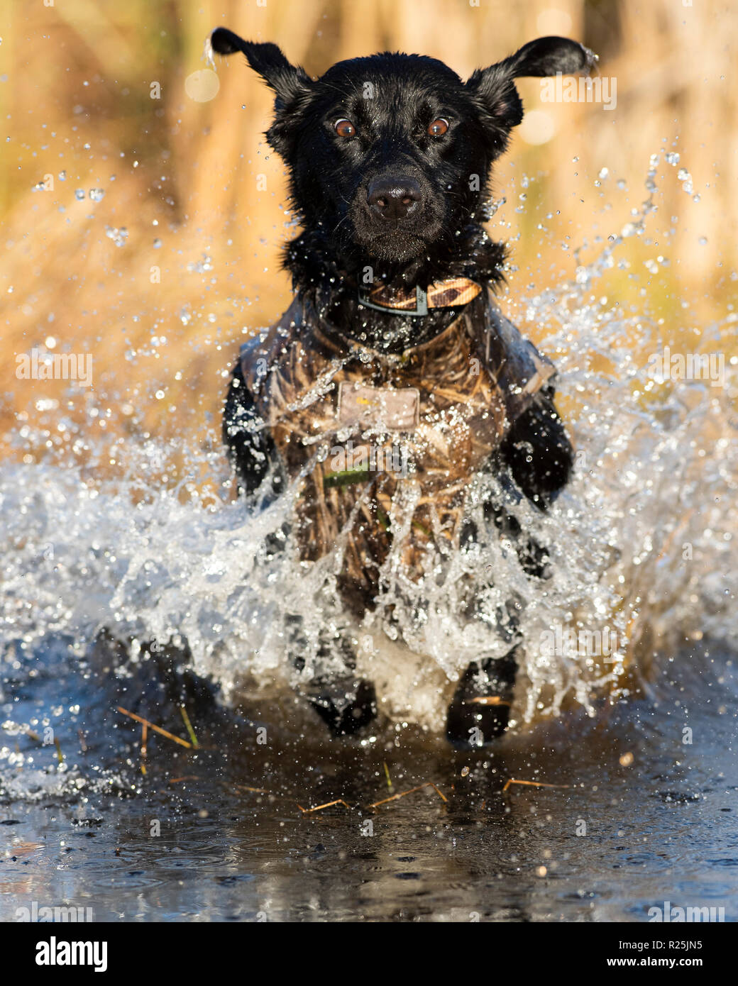 Eine Lab Training für Entenjagd auf einen Herbst Tag Stockfoto