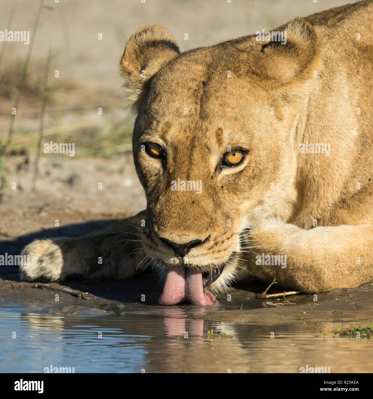 Löwe (Leo), Pathera Kasane, Botswana, Afrika Stockfoto