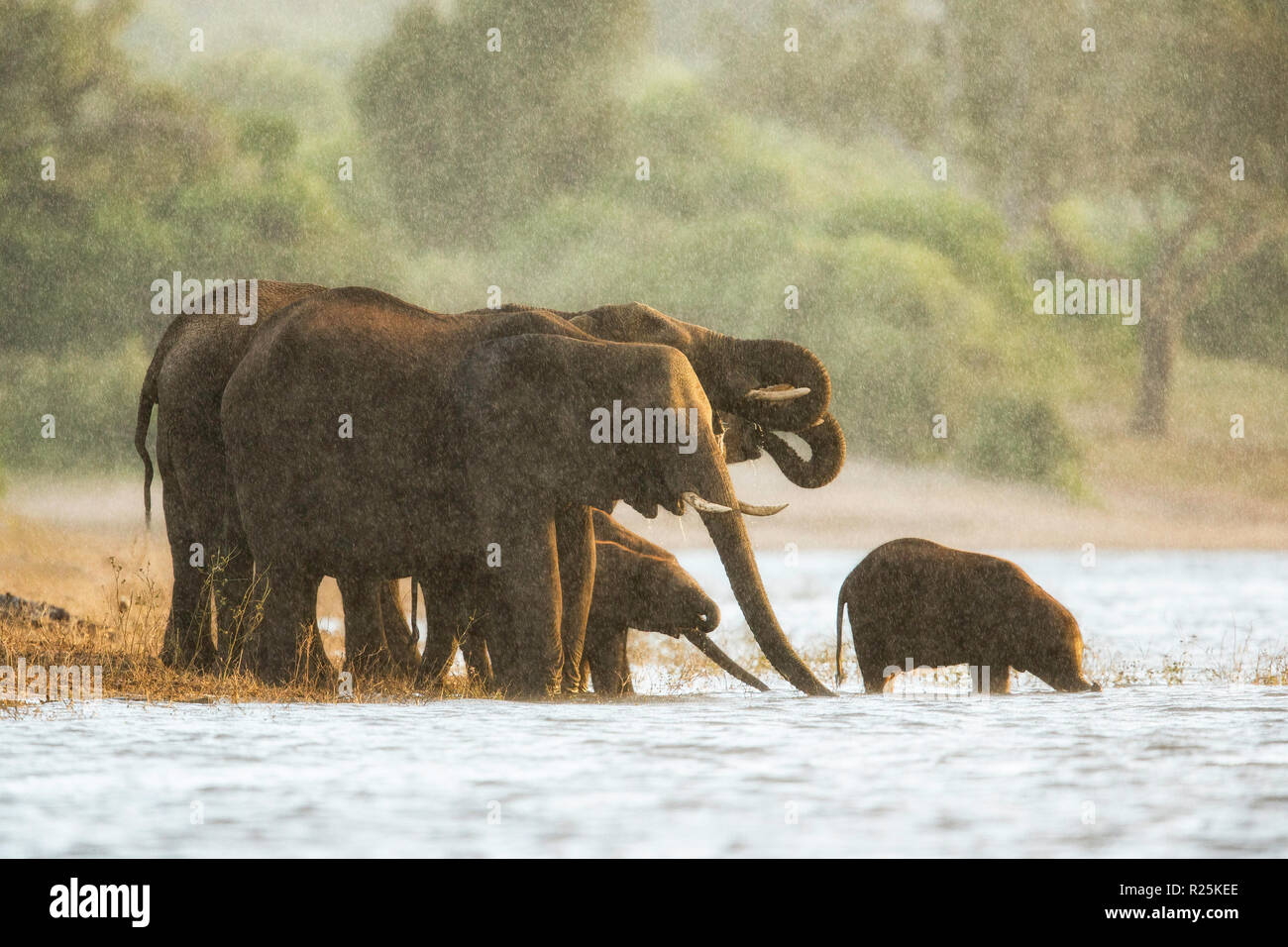 Afrikanischer Elefant (Loxodonta africana), Chobe River, Botswana, Afrika Stockfoto
