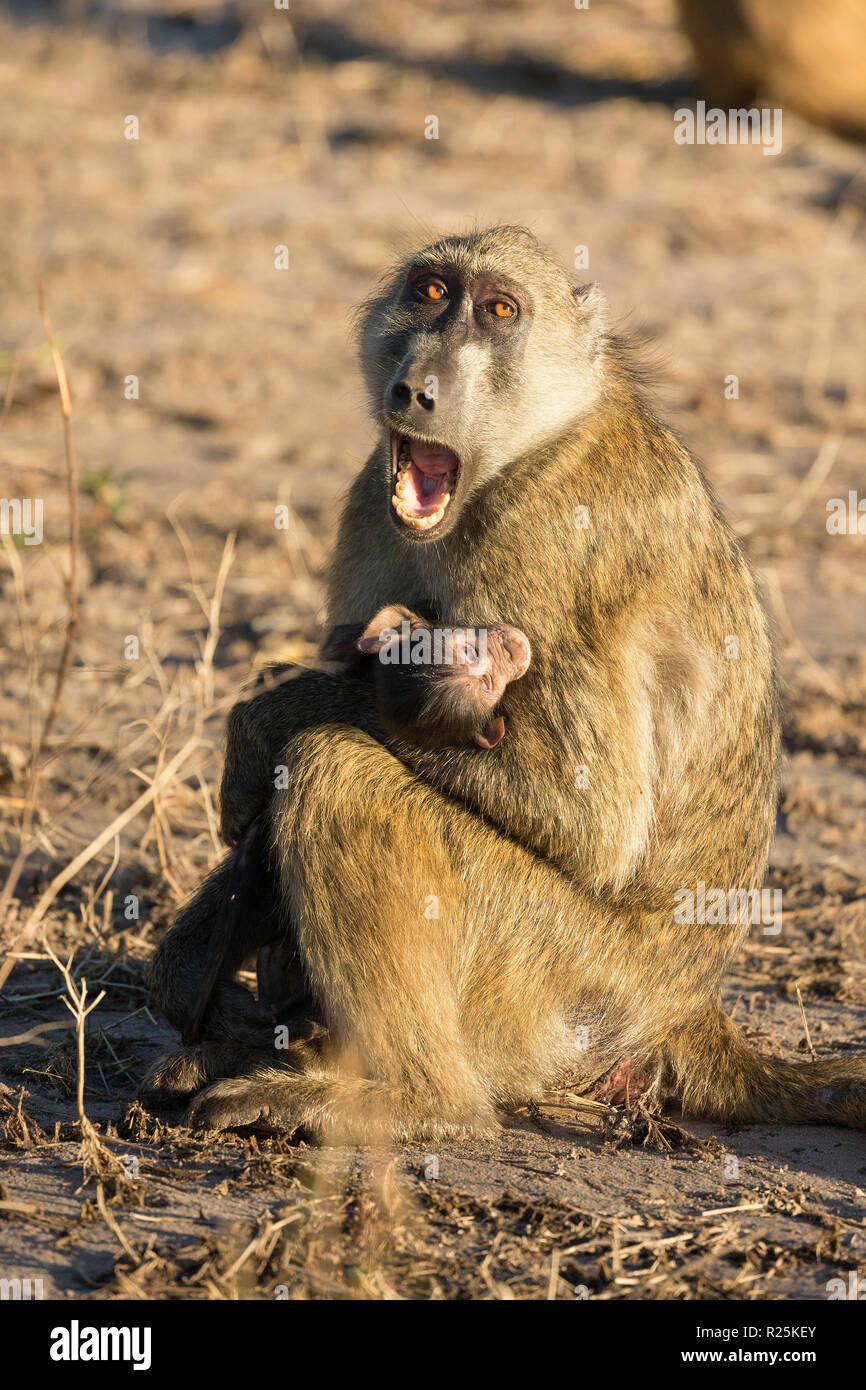 Chacma baboon (Papio ursinus) Mutter Holding Baby, Khwai, Botswana, Afrika Stockfoto