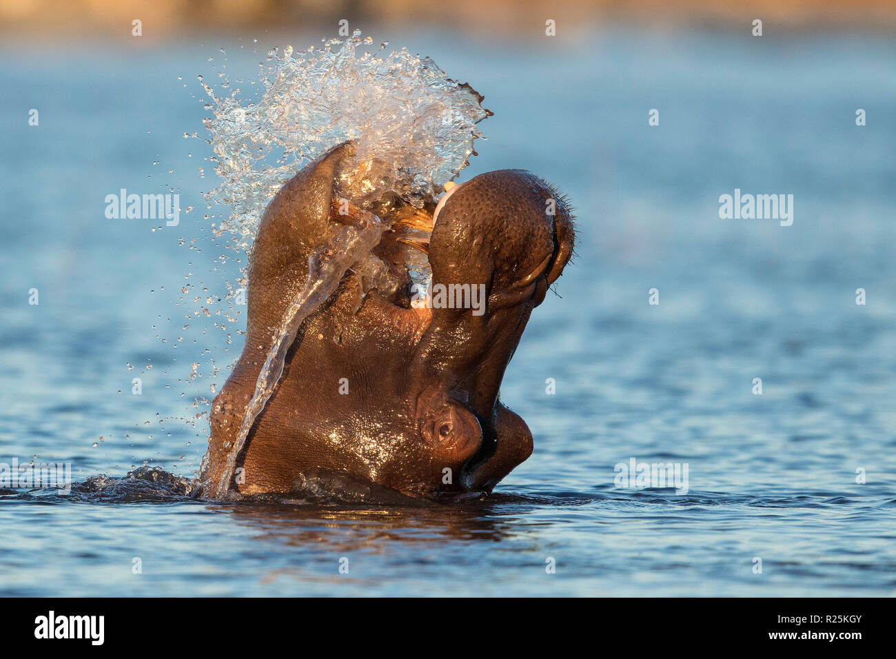 Hippopotamas (Hippopotamus amphibius), Chobe River, Botswana, Afrika Stockfoto