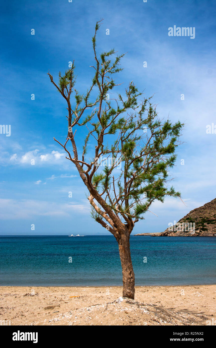 Ein Baum auf der Insel Griechenland Kythnos (kithnos) Stockfoto