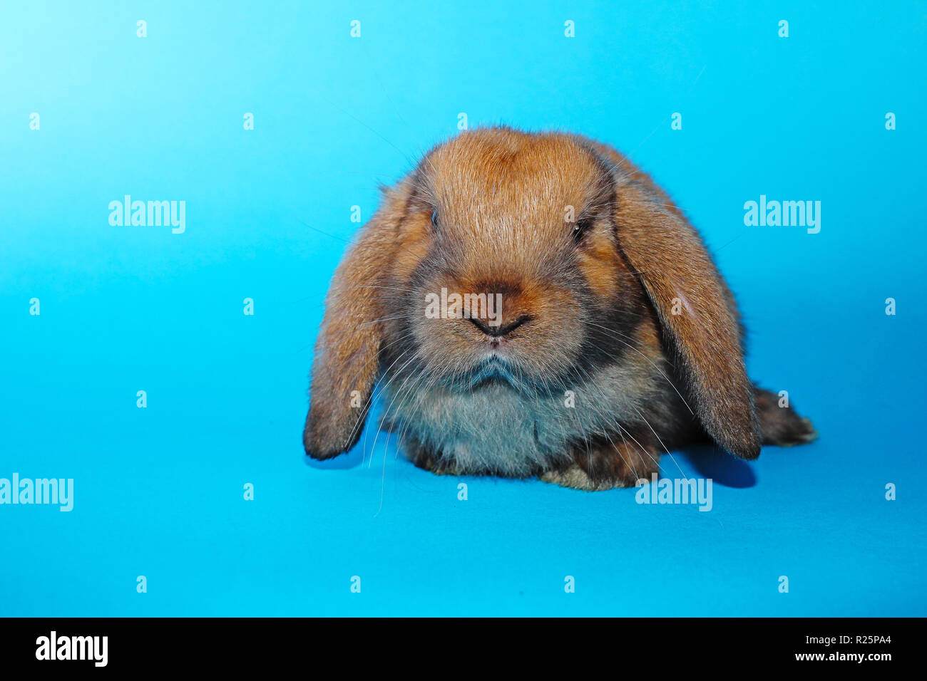 Süße mini lop Kaninchen auf Blau blackground Stockfoto