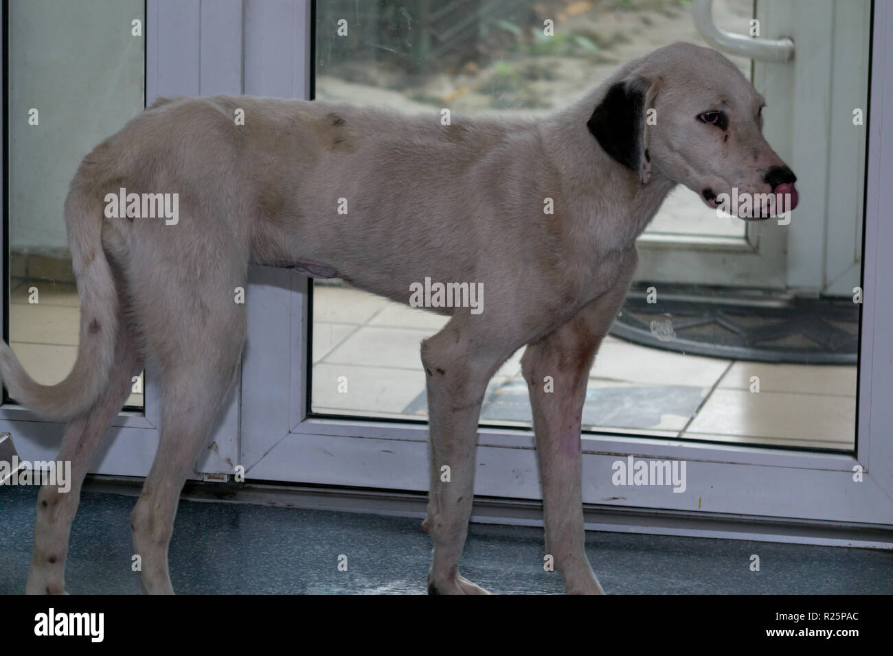Schwache Hund an der Tierärztlichen Klinik Stockfoto