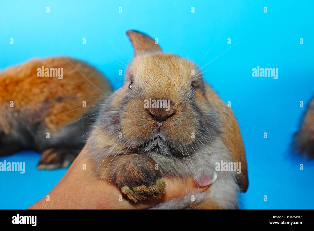 Süße mini lop Kaninchen auf Blau blackground Stockfoto
