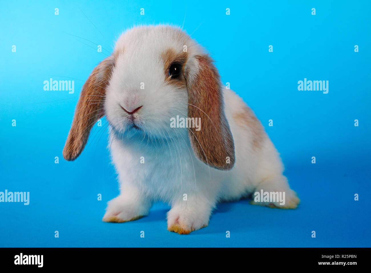 Susse Mini Lop Kaninchen Auf Blau Blackground Stockfotografie Alamy