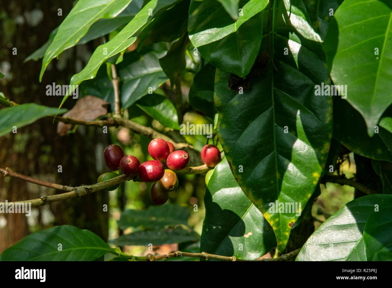 Coffea Canephora, Robusta Kaffeebohnen bei Periyar, Kerala, Indien Stockfoto