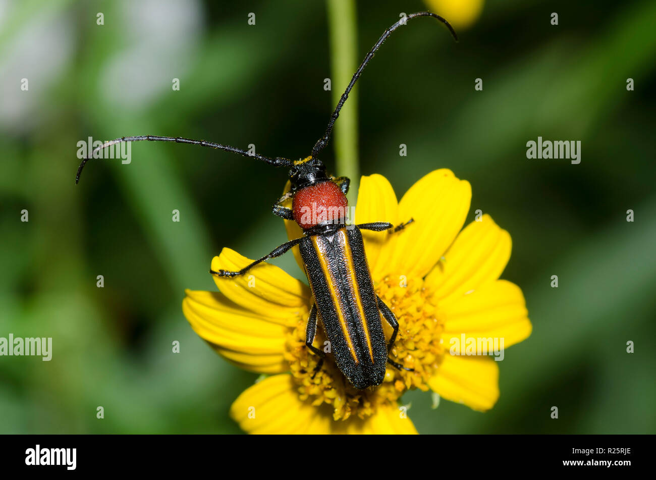 Langhörnigen Käfer, Mannophorus Laetus, auf gelben Composite Stockfoto