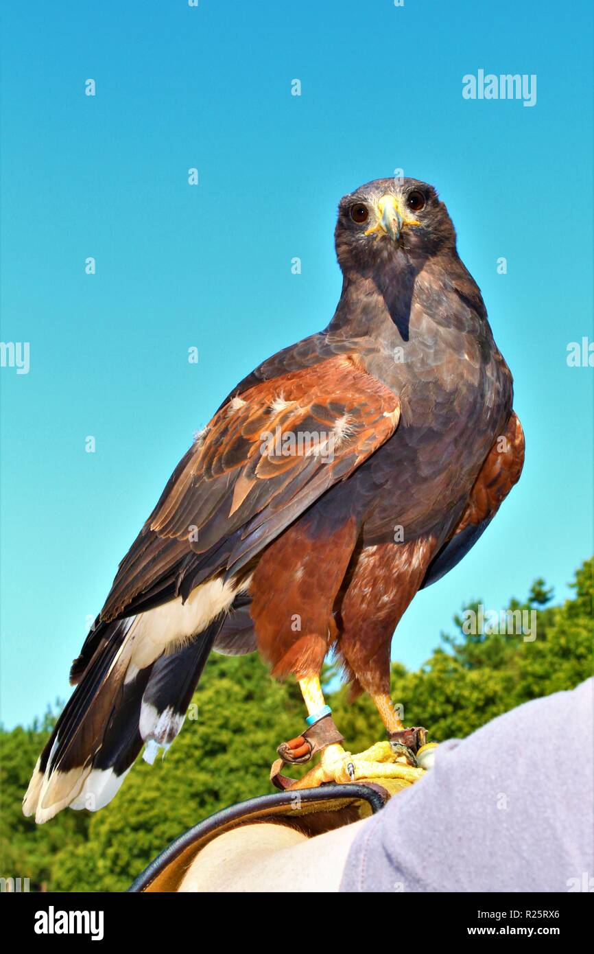 Eine Bay-Winged/Harris Hawk Stockfoto