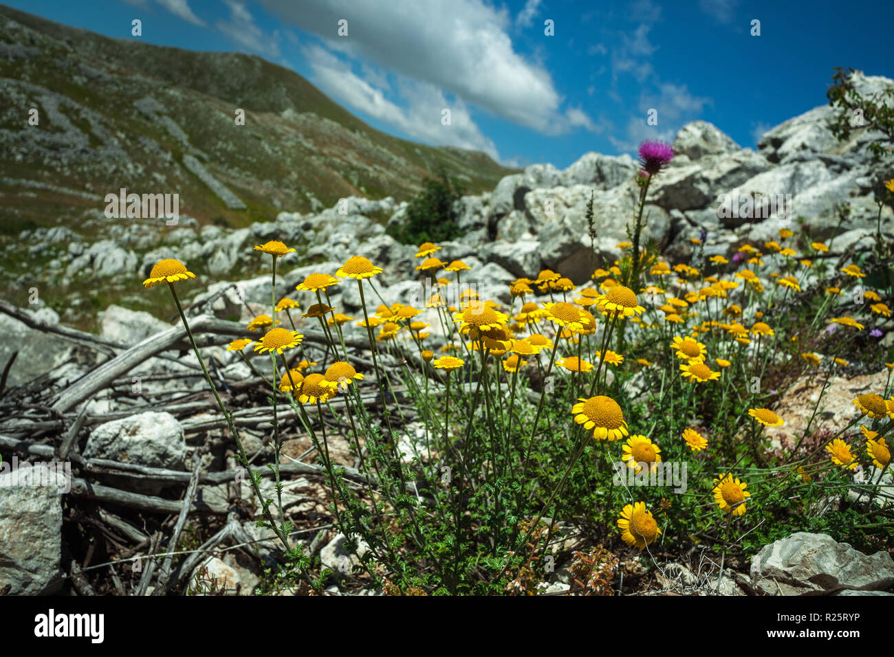In der Mitte eines steinigen Bodens des Gran Sasso und Monti della Laga National Park eine Blüte von Arnica, Arnica Montana, gelb. Abruzzen Stockfoto