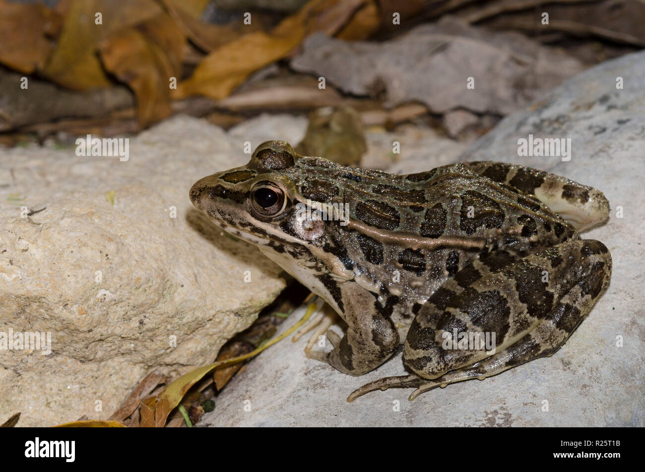 Ein Rio Grande Leopardenfrosch Stockfotos Und Bilder Kaufen Alamy