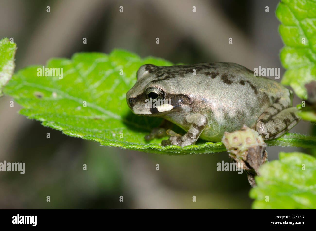 Gemeinsame mexikanischen Laubfrosch, Smilisca baudinii Stockfoto