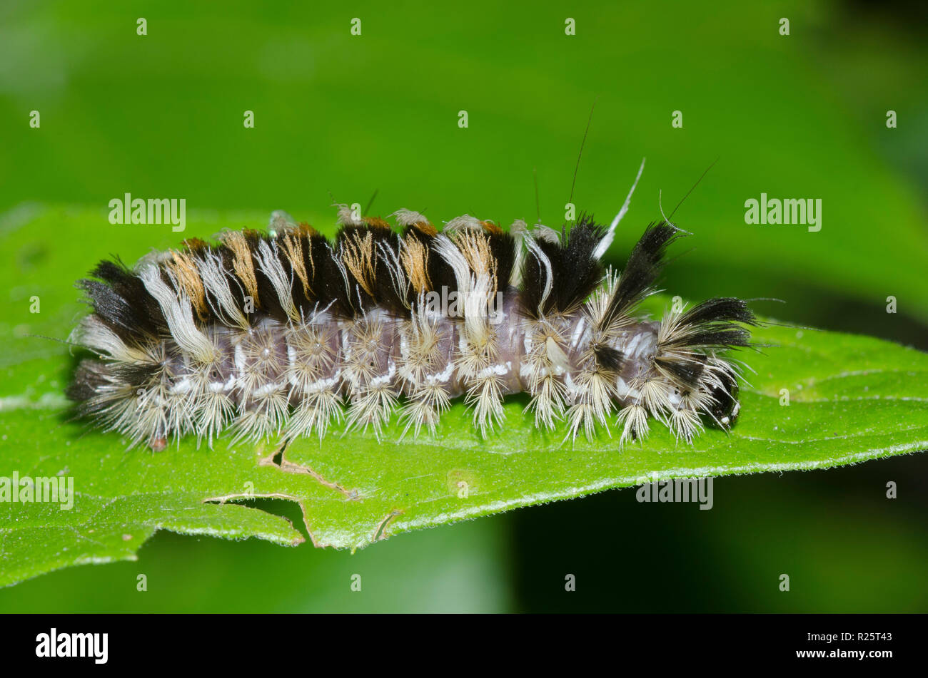 Tiger Moth, Euchaetes bolteri, Caterpillar Stockfoto