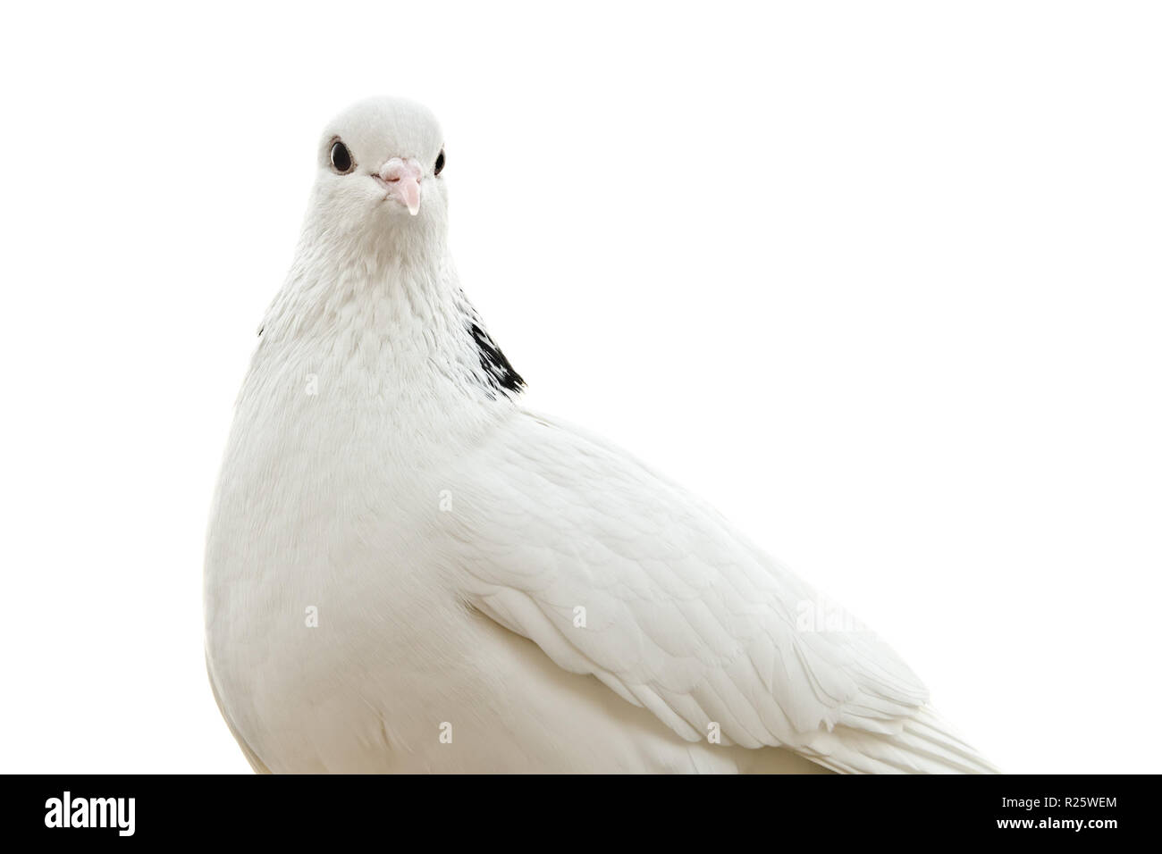Taube auf weißem Hintergrund Stockfoto