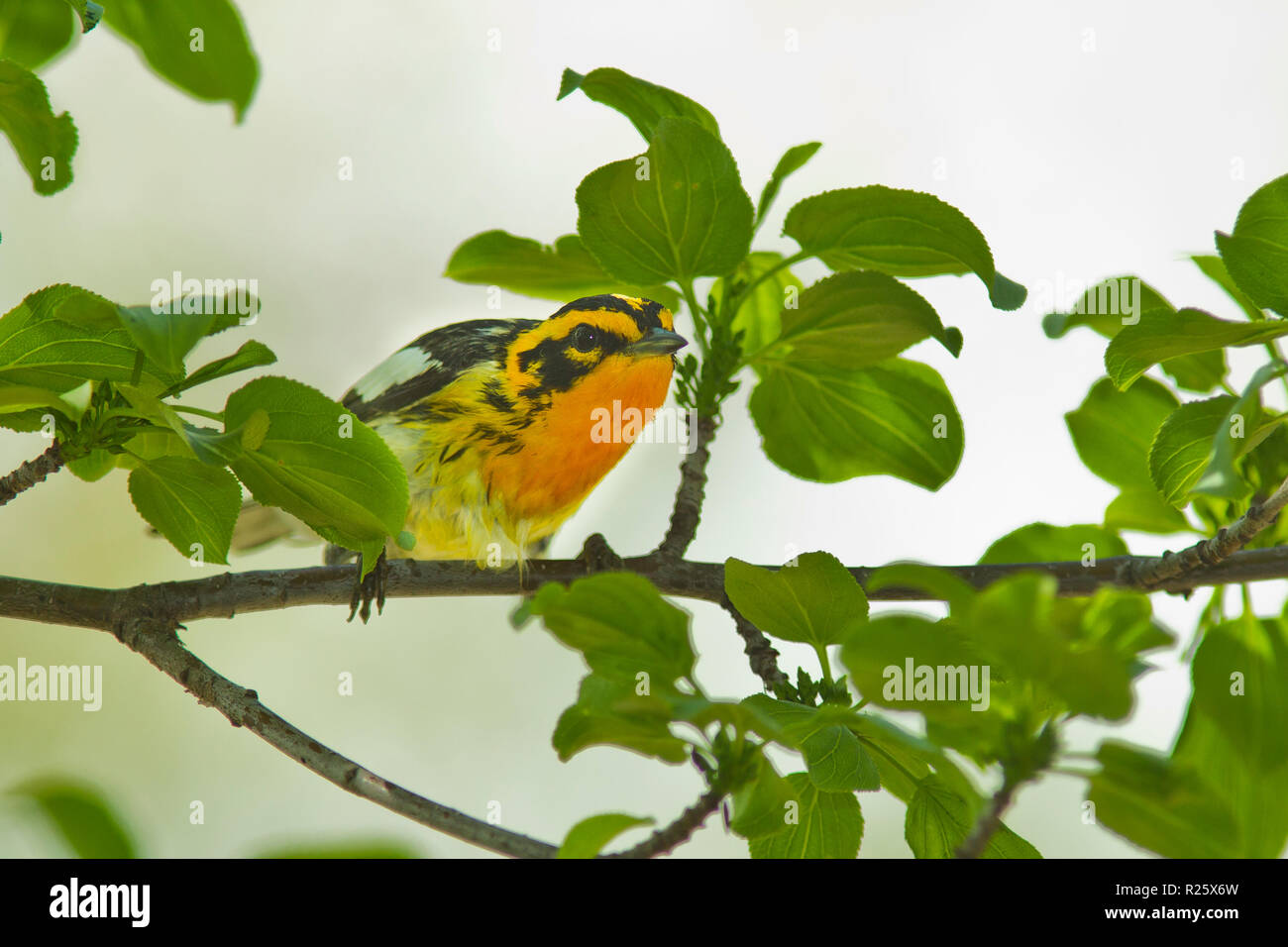 Blackburnian Warbler (Dendroica fusca), männlich, Zucht Gefieder Stockfoto