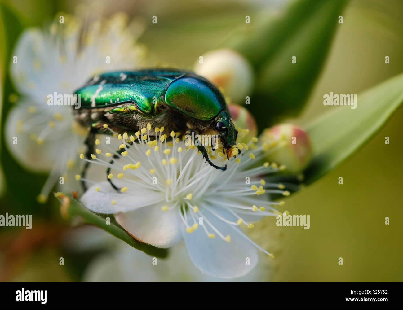 Rose Käfer (Cetonia aurata), auf Blume der Myrte (Myrtus communis) Montenegro Stockfoto
