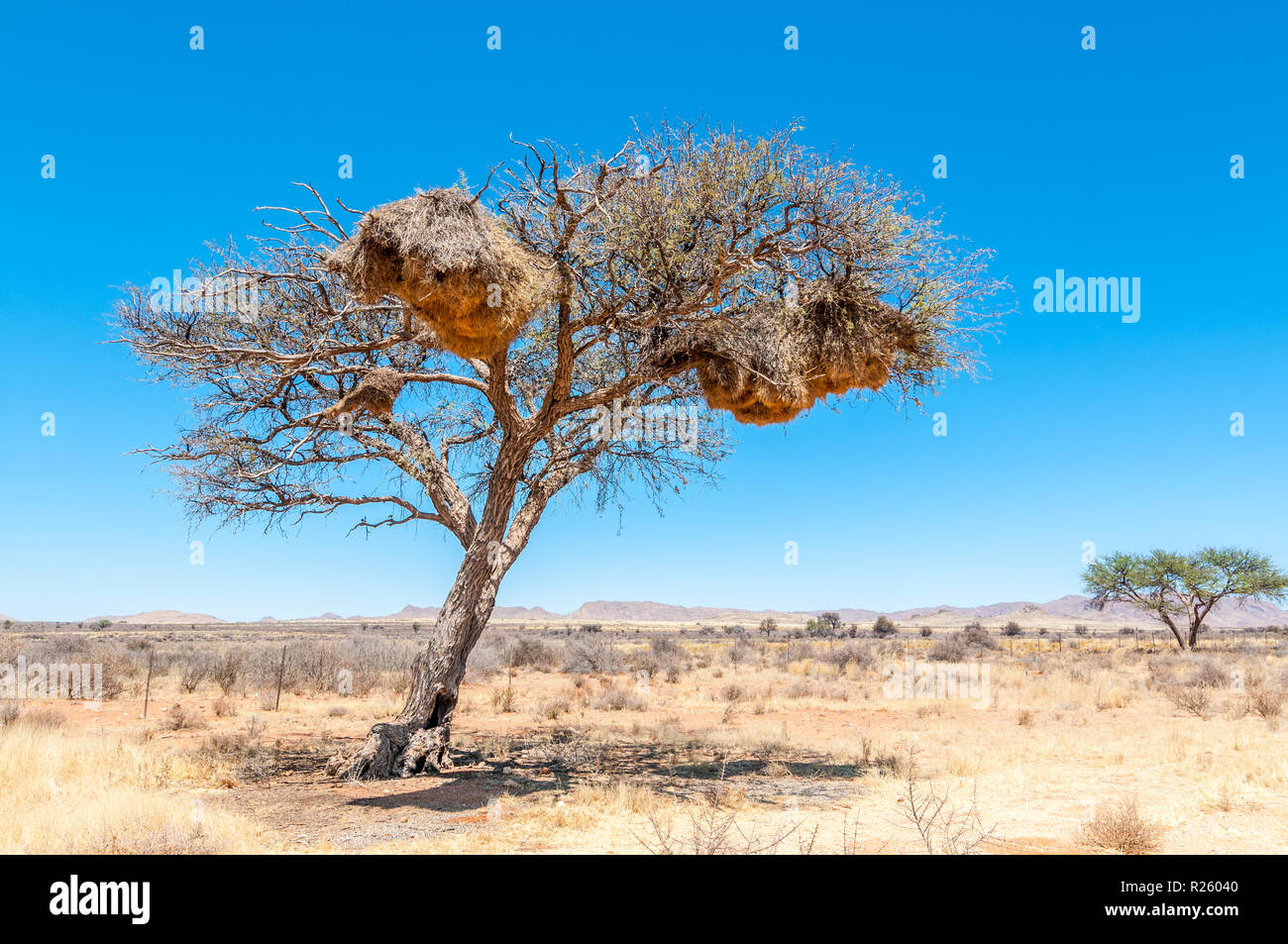 Baum mit Nester von Philetairus socius, kontaktfreudig Weaver, Namibia Stockfoto