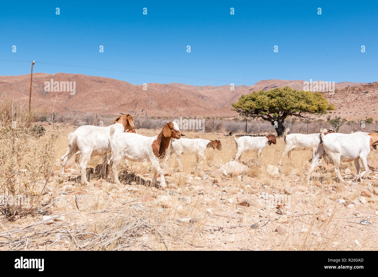 Herde von Ziegen neben einer Straße, Namibia Stockfoto