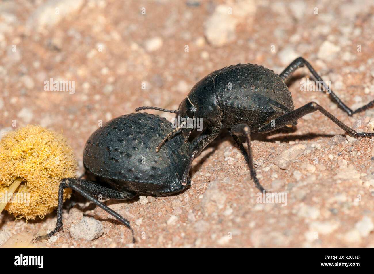 Stenocara dentata, langbeinige darkling Käfer, Namibia Stockfoto