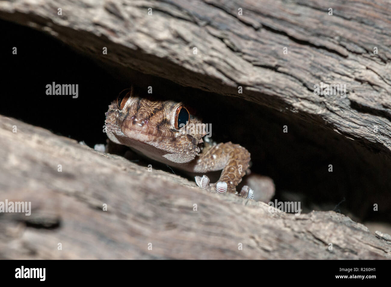 Turner's dick-toed Gecko, Chondrodactylus Frainetto, in einem Baum versteckt, Namibia Stockfoto