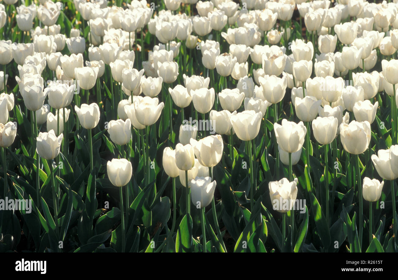 Garten Bett von weißen Tulpen, FLORIADE, Canberra, Australian Capital Territory, Australien Stockfoto