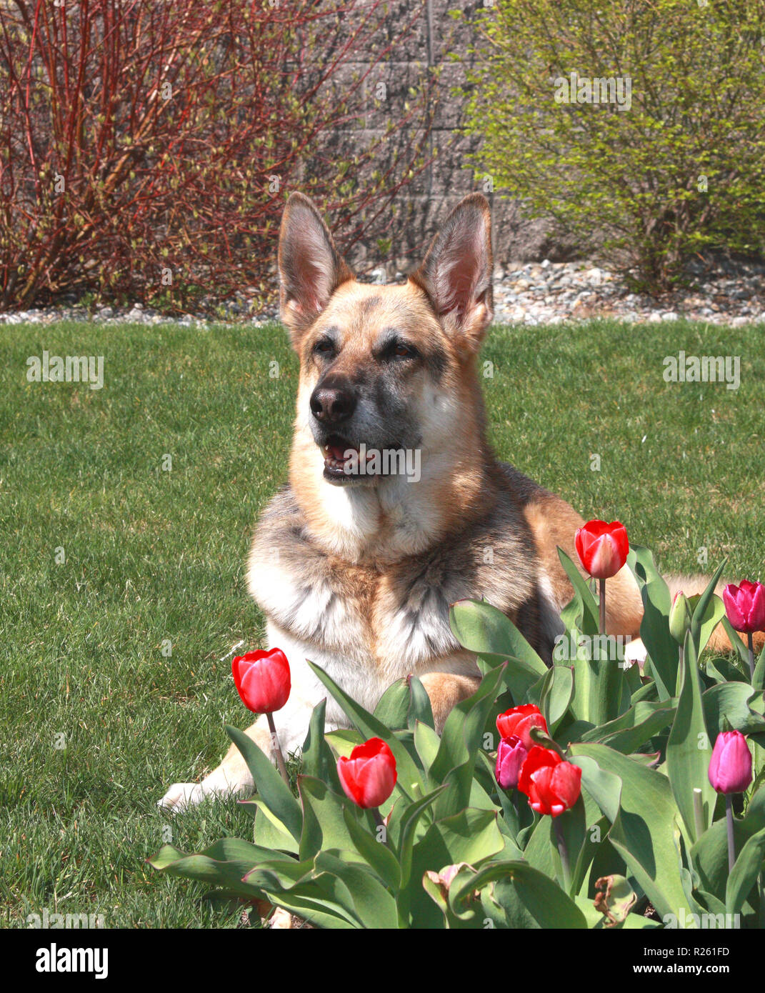 Ein königlicher und gut ausgebildeter Deutscher Schäferhund posiert durch leuchtend rote Tulpen Stockfoto