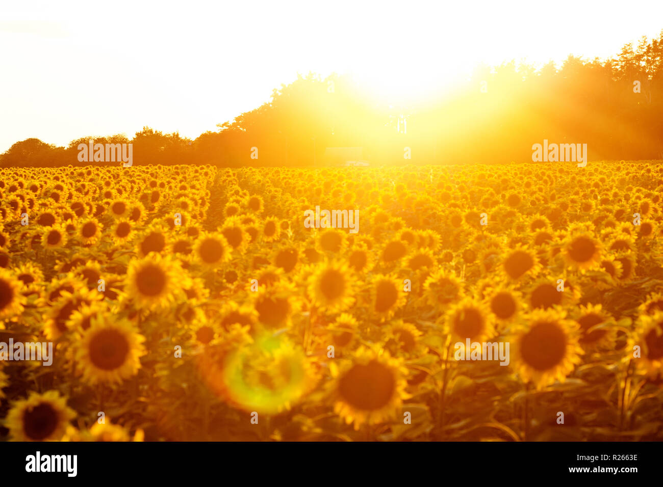 Sonnenblumenfeld bei Sonnenuntergang. Gefilterte Instagram Wirkung Stockfoto