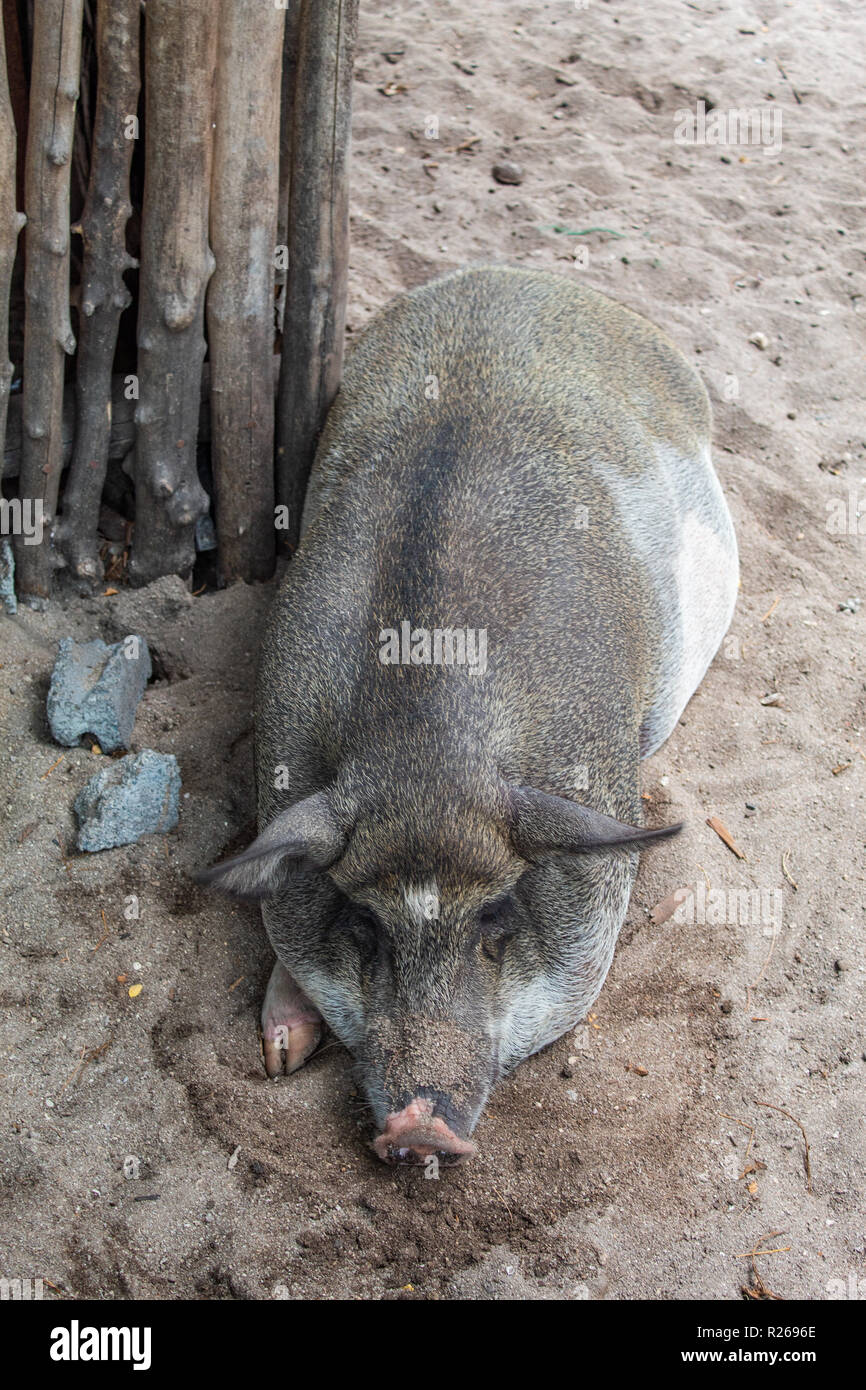 Schwein entspannen im Sand Stockfoto