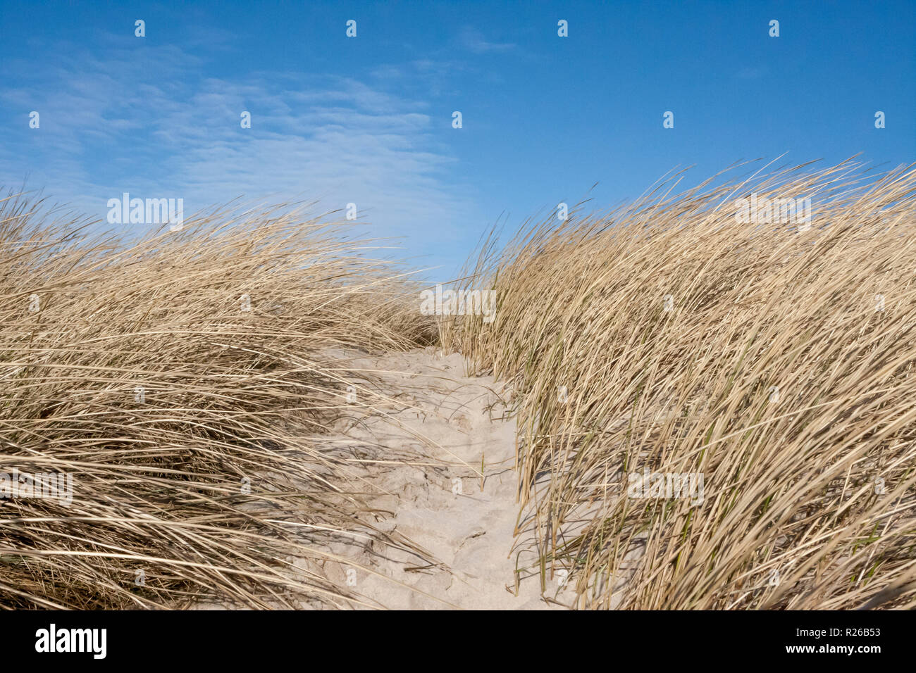 Nordsee dune Pfad, Dänemark, Europa Stockfoto