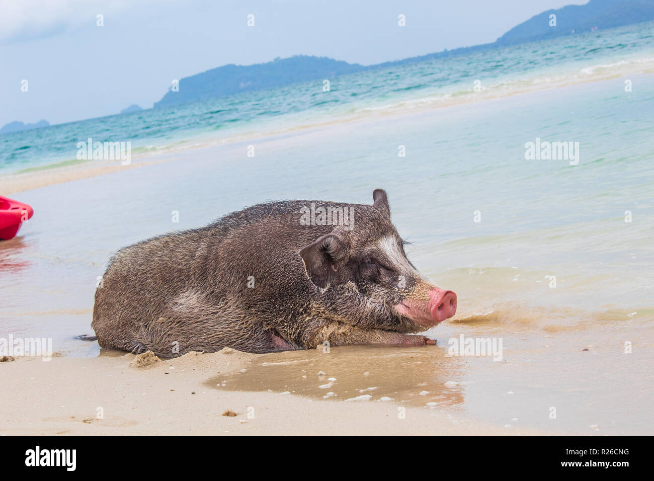 Glückliches Schwein am Strand Stockfoto