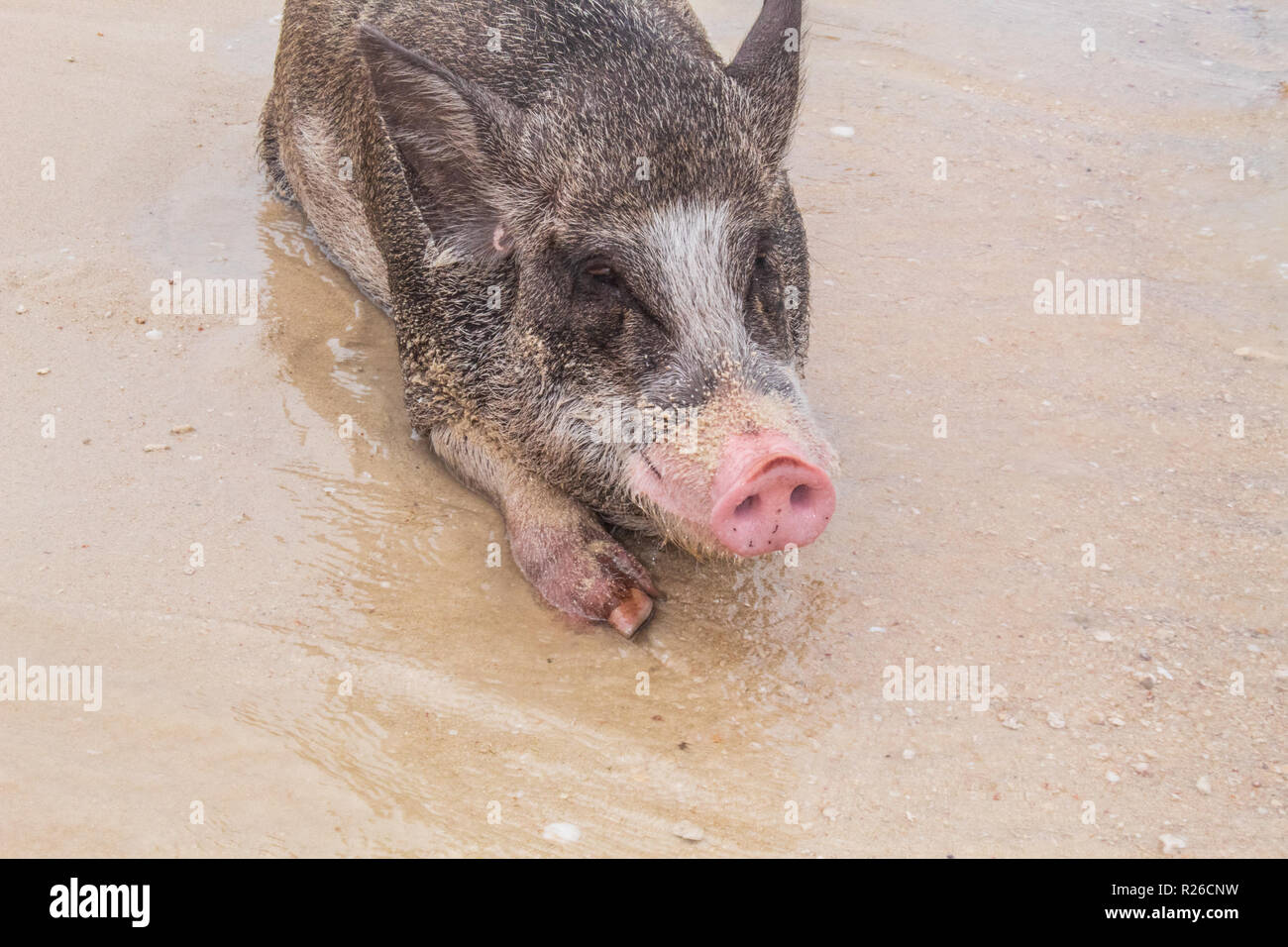 Glückliches Schwein am Strand Stockfoto