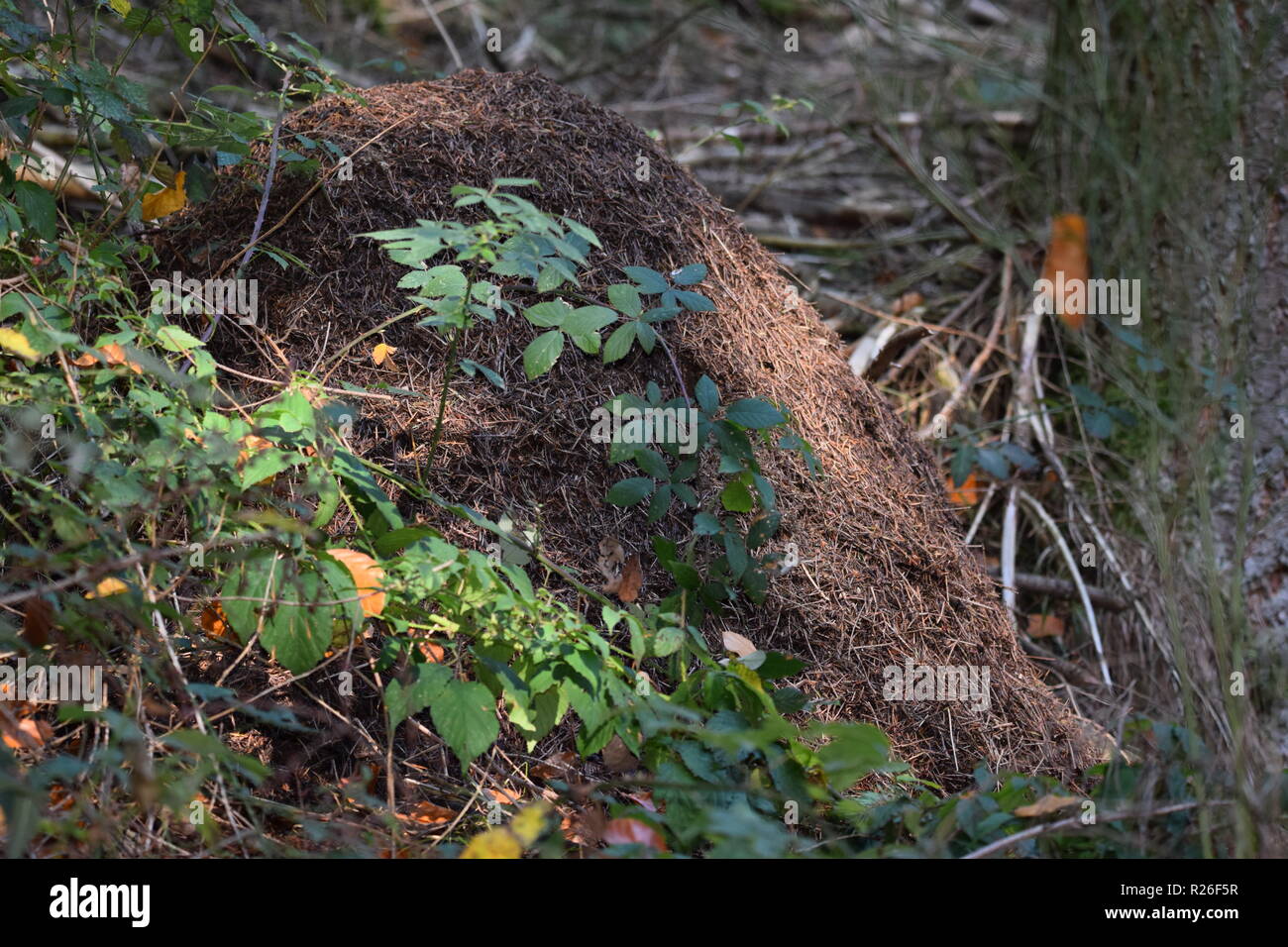 Fliegende Ameisen Stockfotos & Fliegende Ameisen Bilder - Alamy